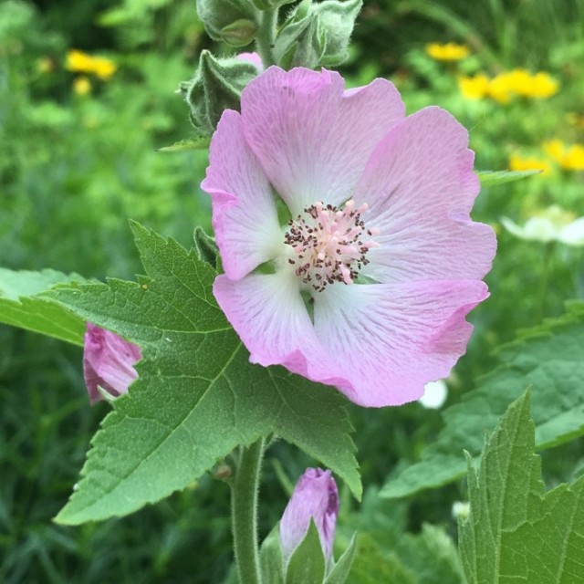 species image