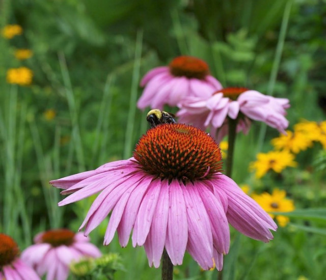 Echinacea purpurea avatar