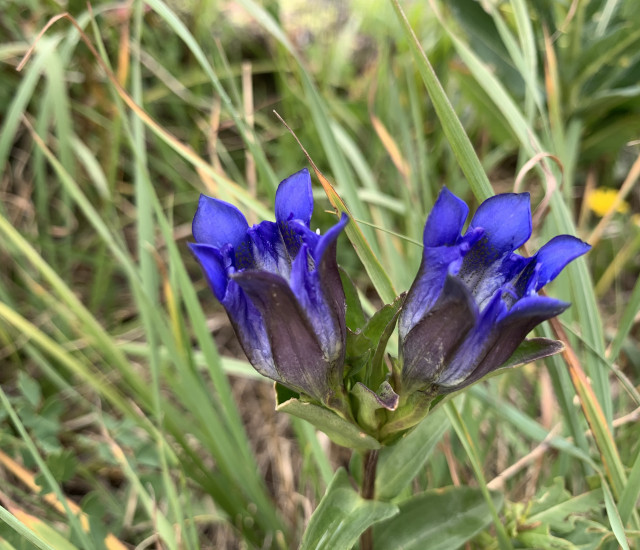 Gentiana parryi avatar