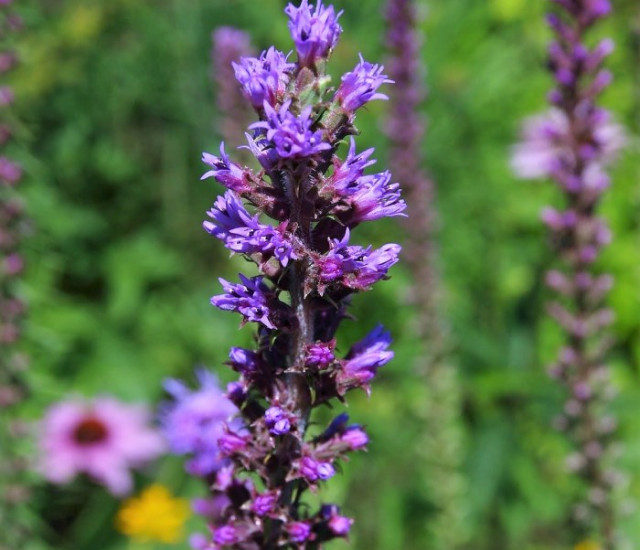 Lobelia siphilitica avatar