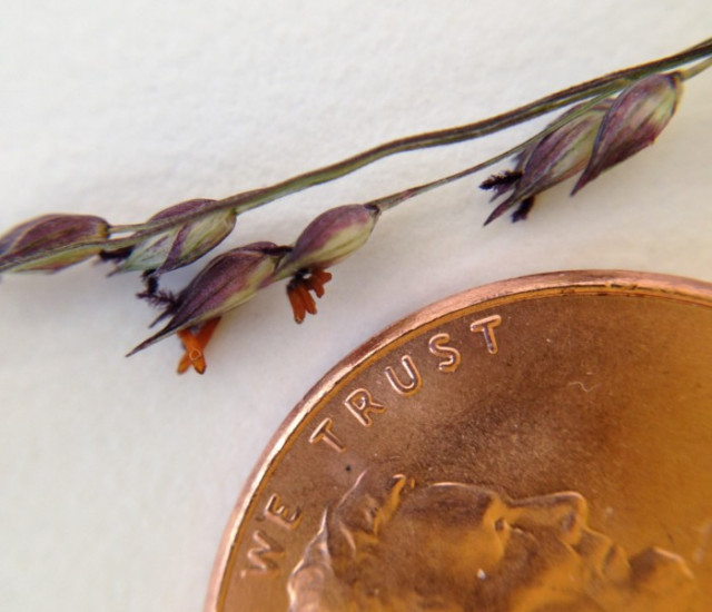 Sporobolus heterolepis avatar