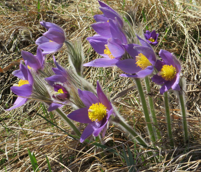 Pulsatilla patens avatar