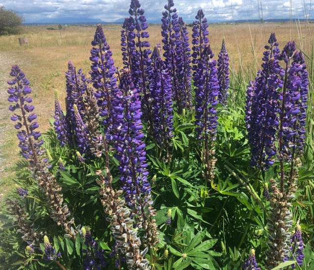 Lupinus polyphyllus avatar