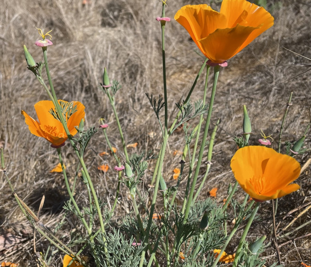 Eschscholzia californica avatar