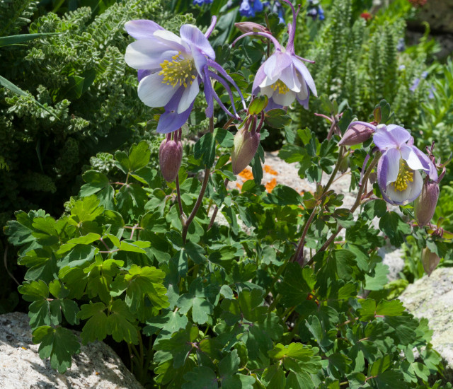 Aquilegia coerulea avatar
