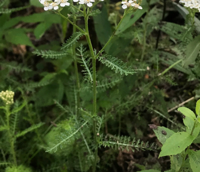 Achillea millefolium avatar