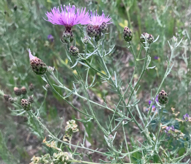 Centaurea stoebe avatar