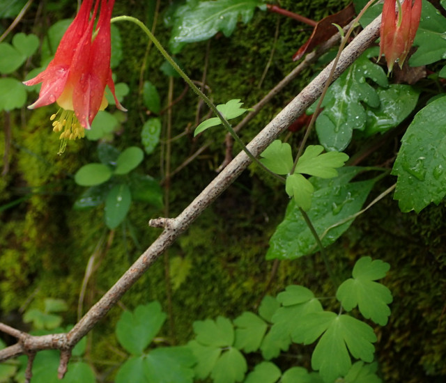 Aquilegia canadensis avatar