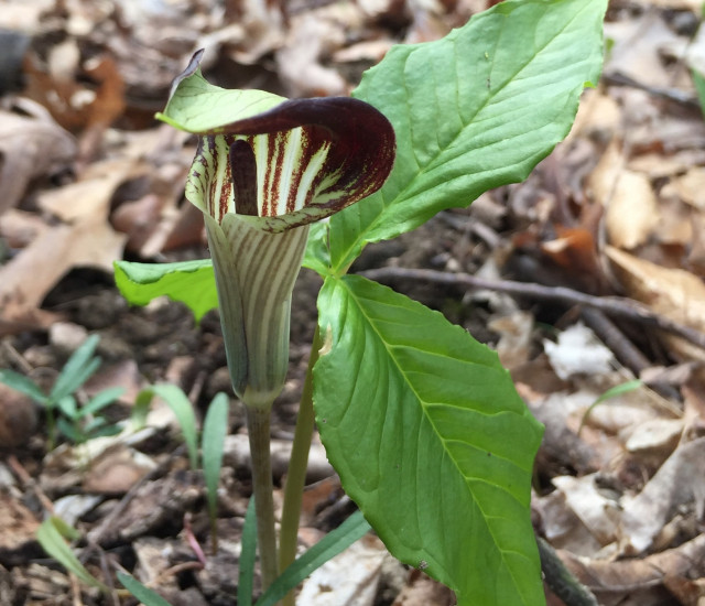 Arisaema triphyllum avatar