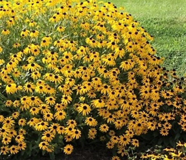 Rudbeckia fulgida 'Goldsturm' avatar