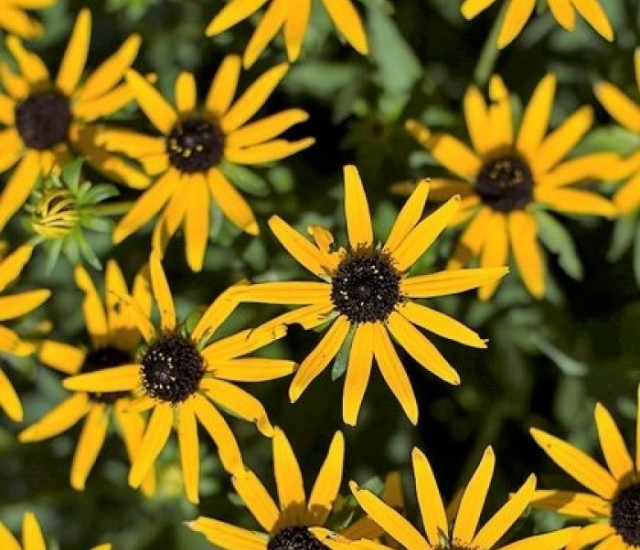 Rudbeckia fulgida 'Little Goldstar' avatar