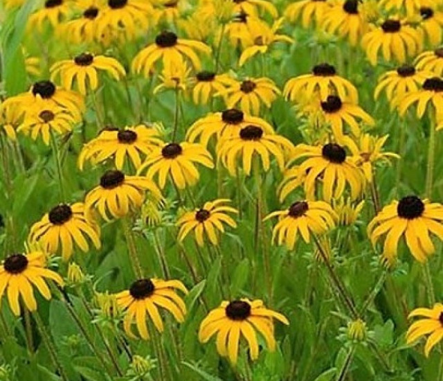 Rudbeckia fulgida 'American Gold Rush' avatar