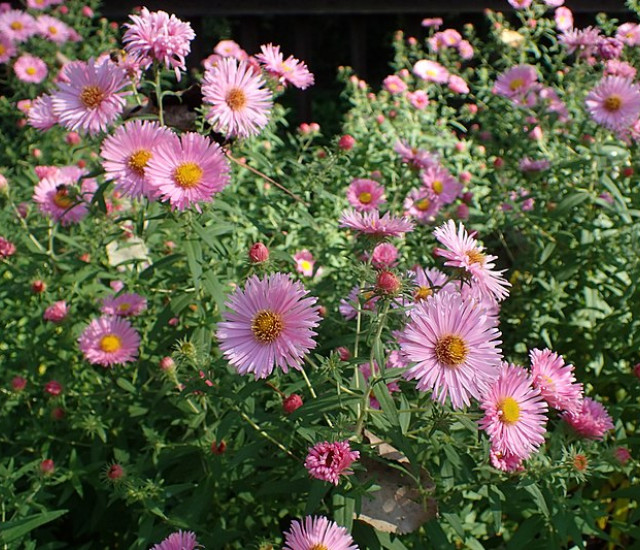 Symphyotrichum novae-angliae 'Harrington’s Pink' avatar