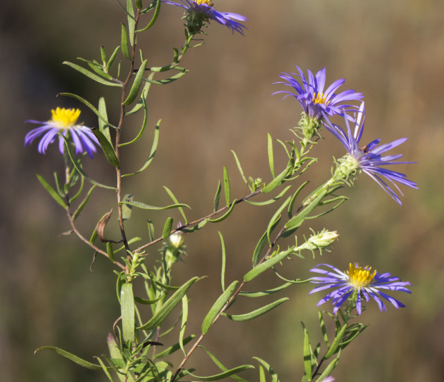 Symphyotrichum oblongifolium avatar