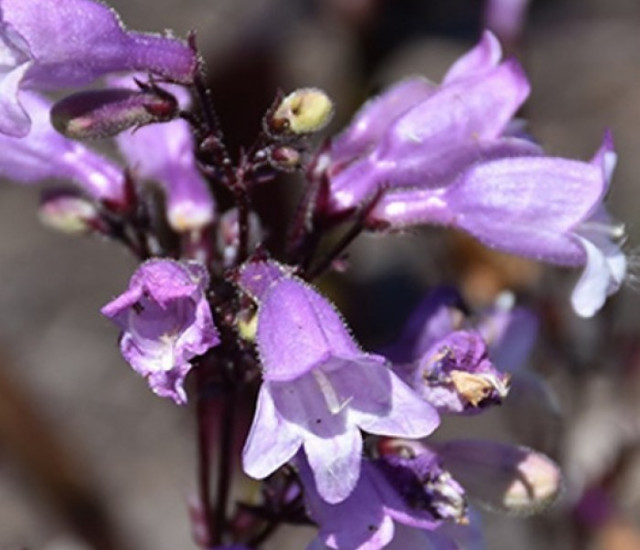 Penstemon digitalis 'Blackbeard' avatar