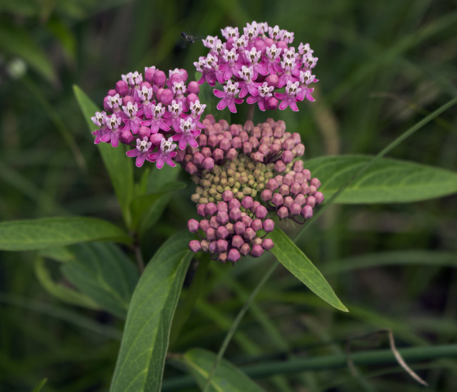Asclepias incarnata avatar