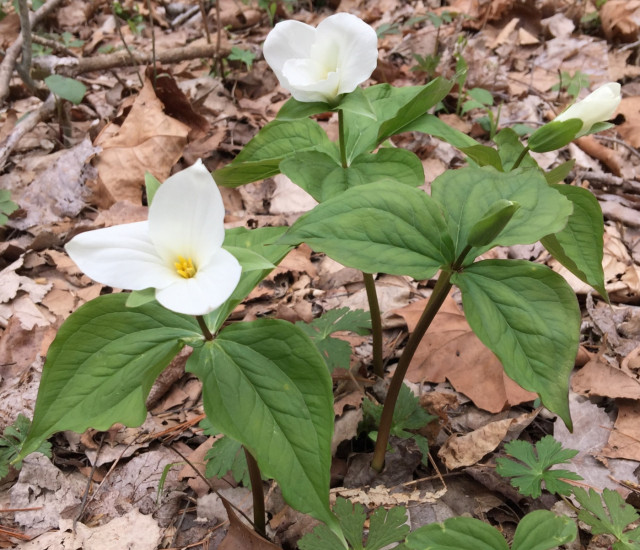 Trillium grandiflorum avatar