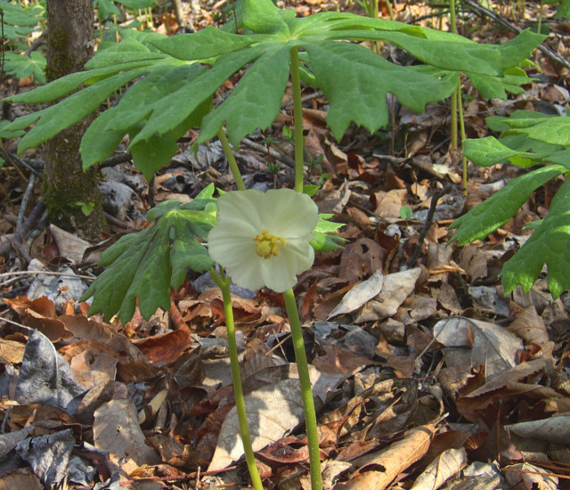 Podophyllum peltatum avatar