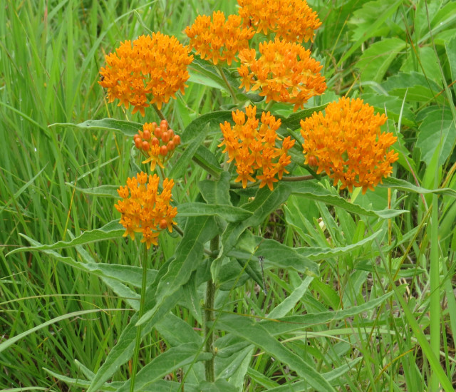 Asclepias tuberosa avatar
