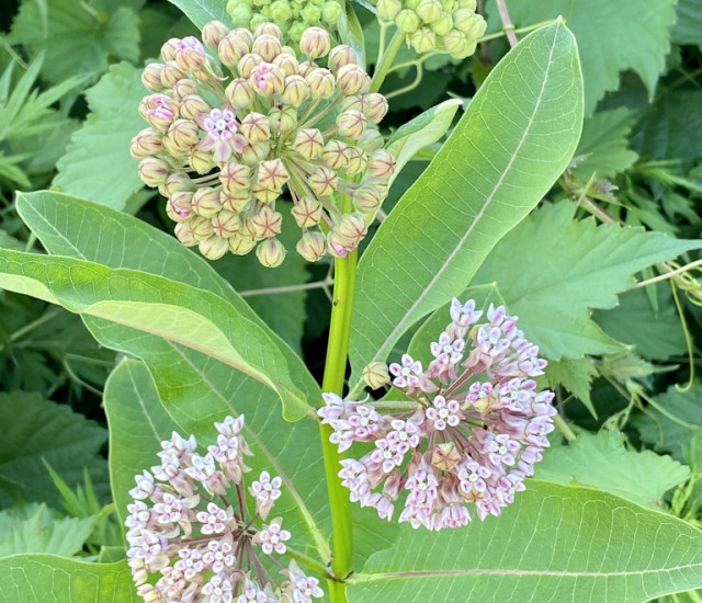 Asclepias syriaca avatar