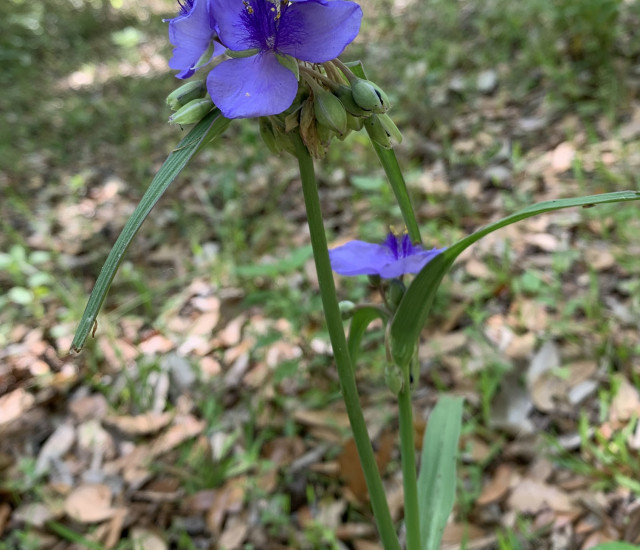Tradescantia ohiensis avatar
