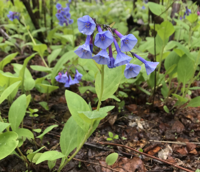 Mertensia virginica avatar