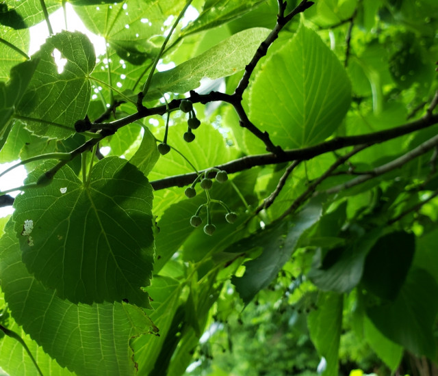 Tilia americana avatar
