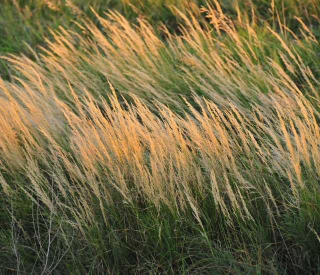 Calamagrostis canadensis avatar