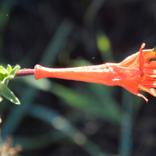 species image