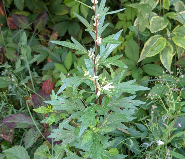 Artemisia vulgaris avatar