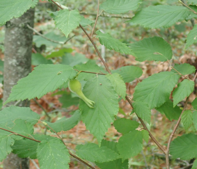 Corylus cornuta avatar