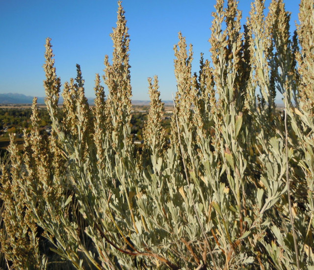 Artemisia tridentata avatar