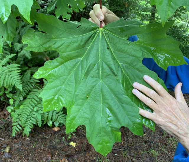 Acer macrophyllum avatar