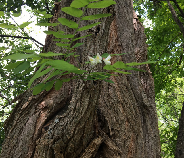 Robinia pseudoacacia avatar