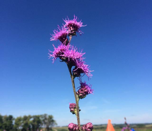 Liatris aspera avatar