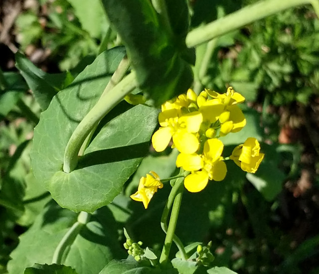 Brassica rapa avatar