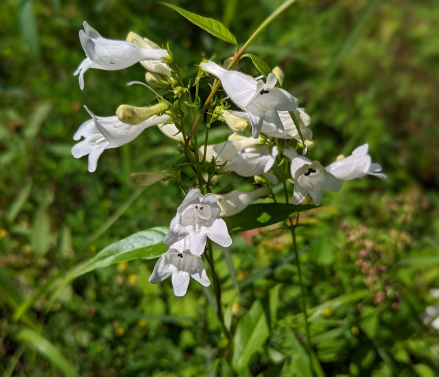 Penstemon digitalis avatar