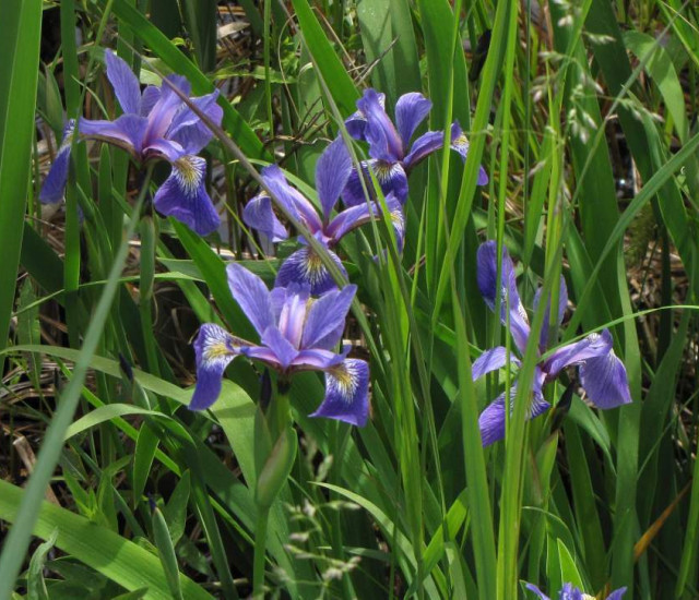 Iris versicolor avatar