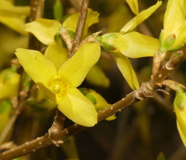 Forsythia x intermedia avatar