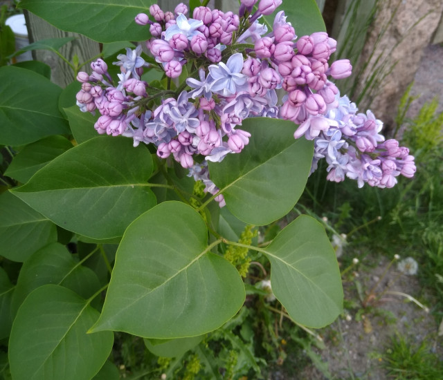 Syringa vulgaris avatar