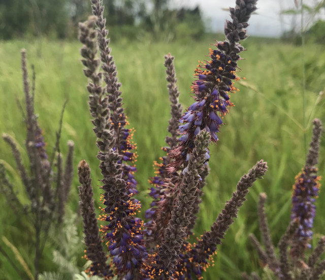 Amorpha canescens avatar