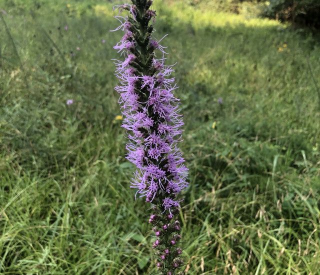 Liatris pycnostachya avatar