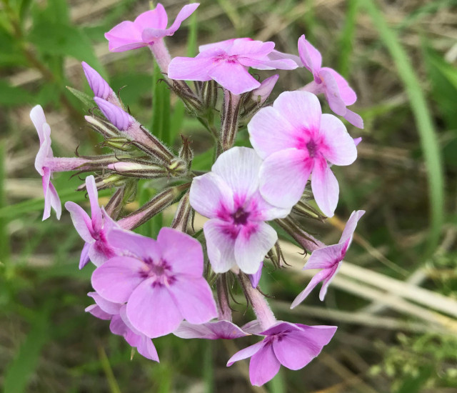 Phlox pilosa avatar