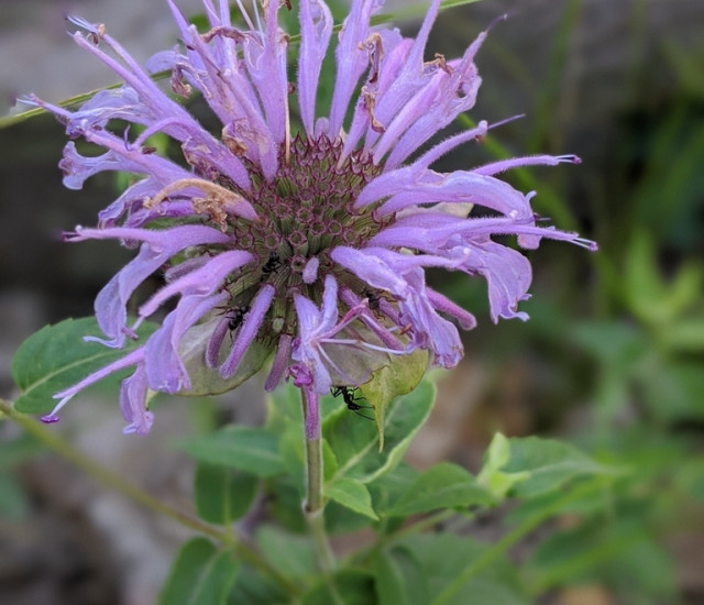Monarda fistulosa avatar