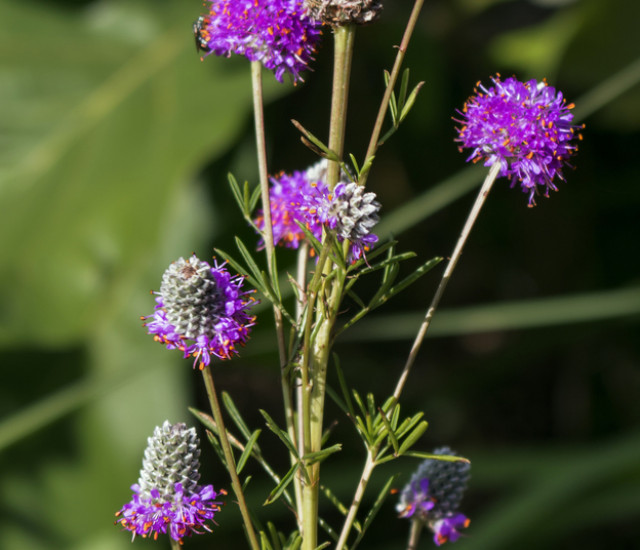 Dalea purpurea avatar