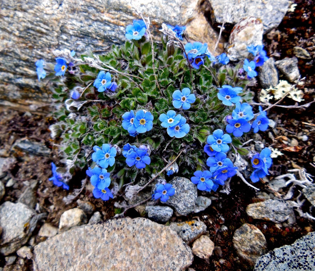 Eritrichium nanum avatar