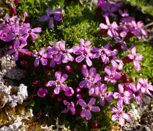 Silene acaulis avatar