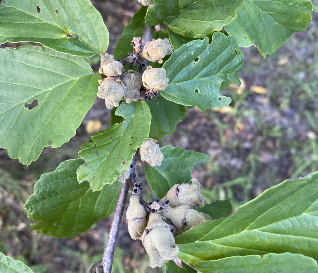 Hamamelis virginiana avatar