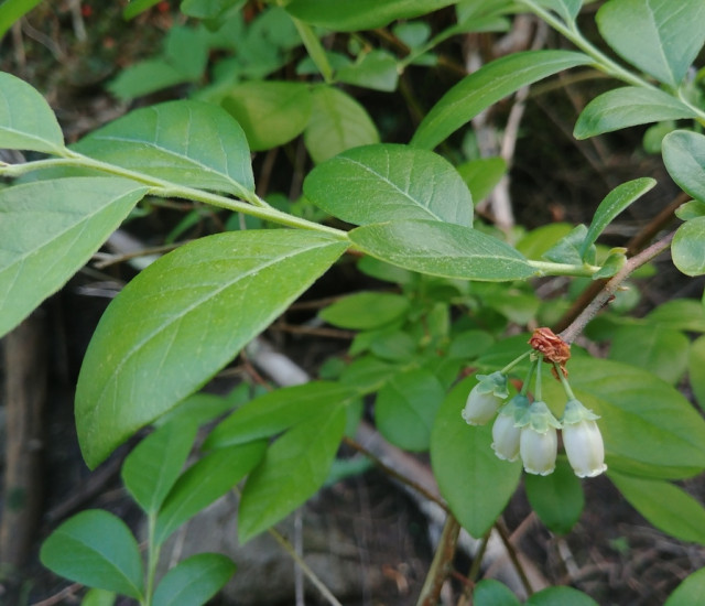 Vaccinium corymbosum avatar