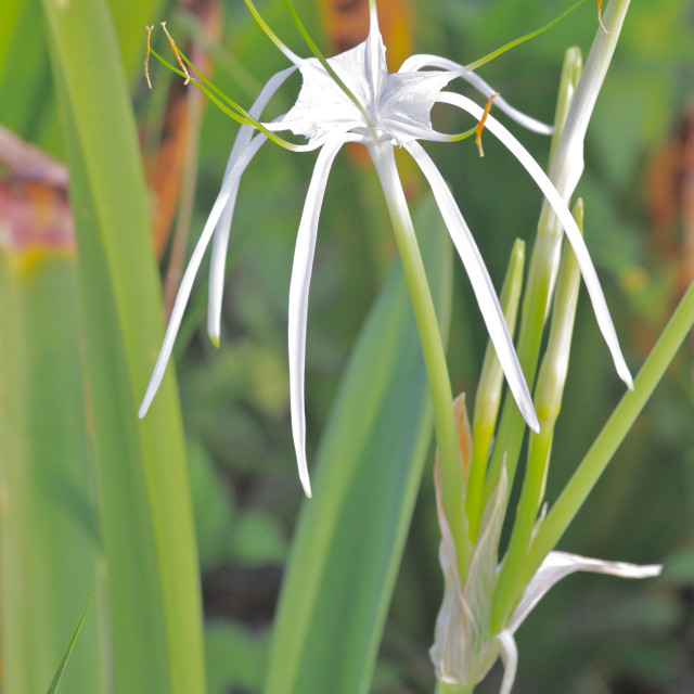 species image